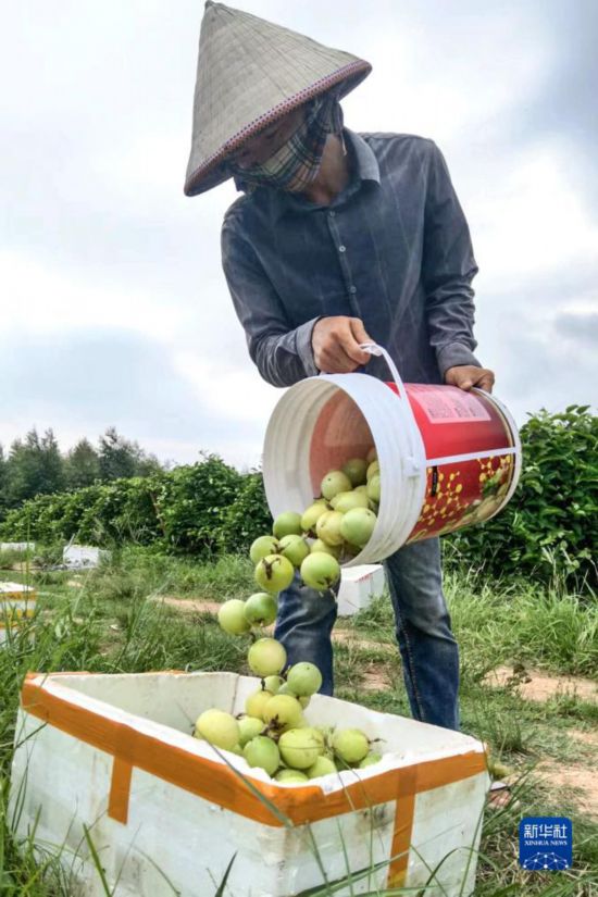 恒行：钦州：黄金百香果带火“田园经济”(图4)