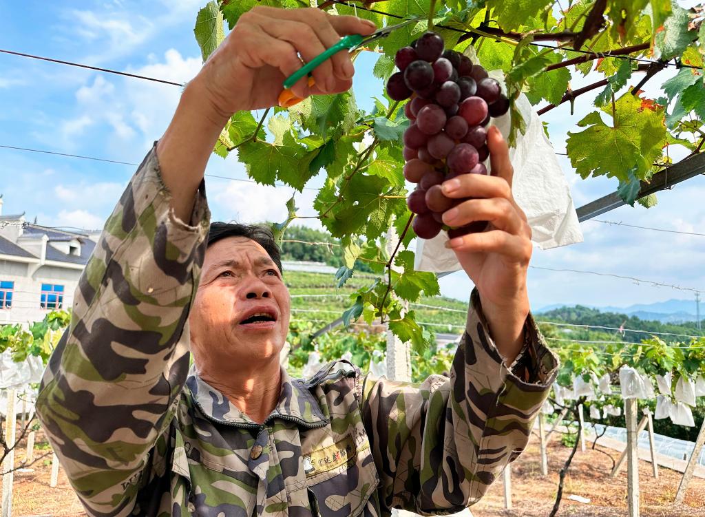 恒行娱乐：“甜蜜产业”助力绿色转型——湖南冷水江小水果产业发展观察