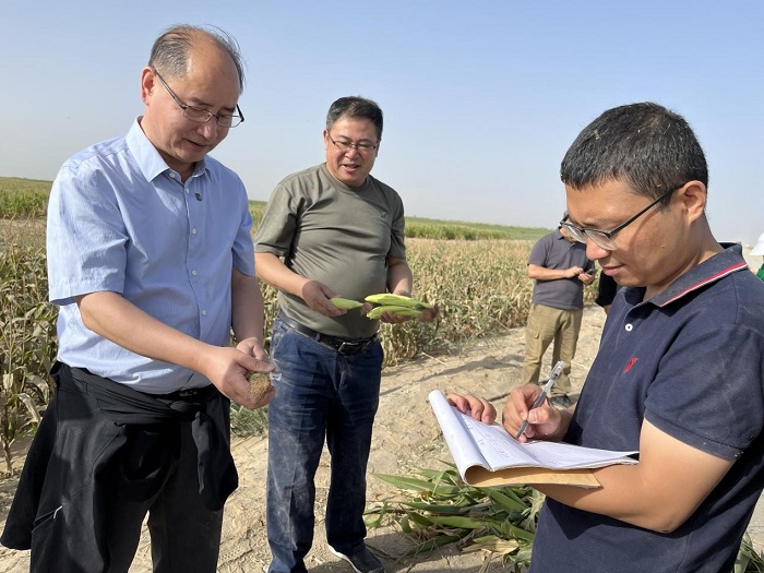 恒行登陆：当年改良增产六成 中国农大新疆盐碱地治理效果显著